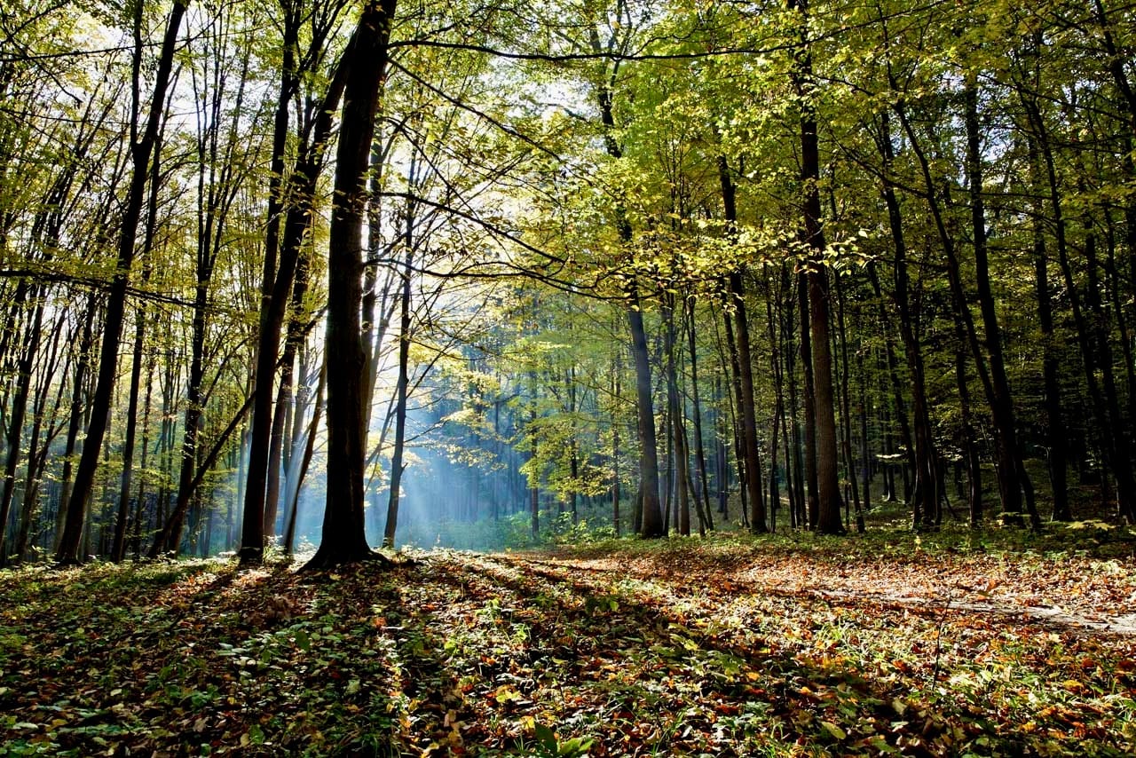 Sunset in the autumn green forest